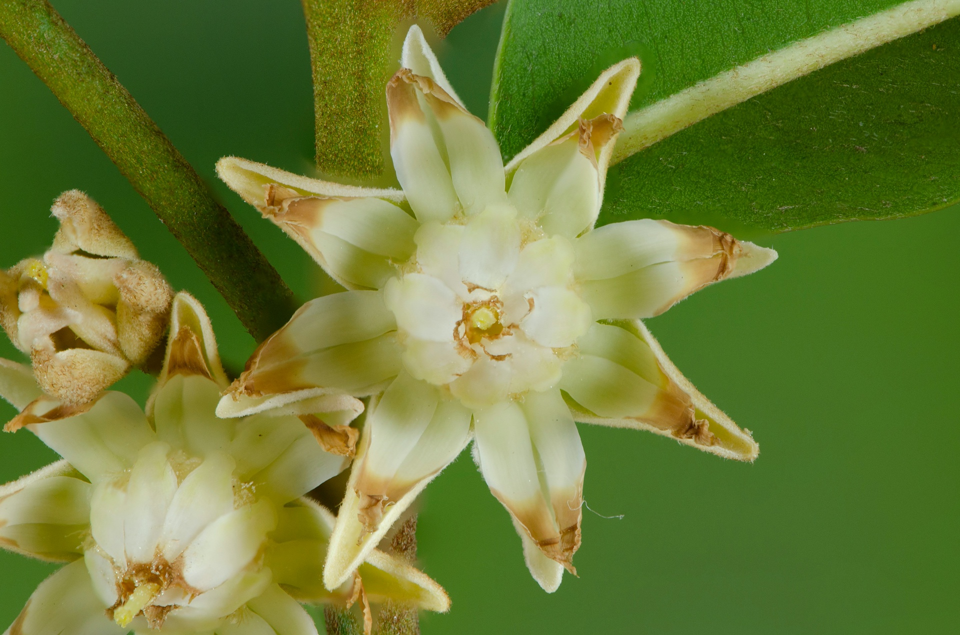 北京園藝助手App開發(fā)，打造多彩花園的數(shù)字秘籍