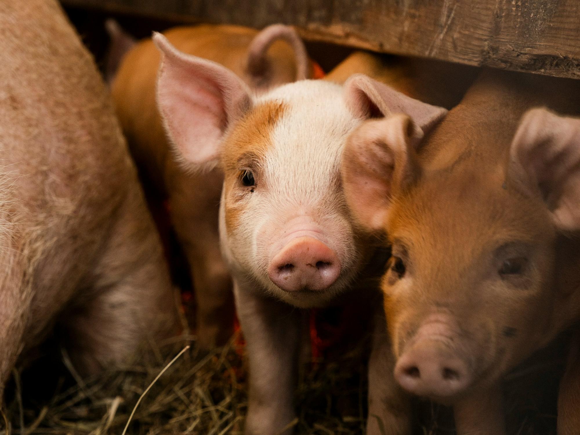 養(yǎng)豬知識學(xué)習(xí)