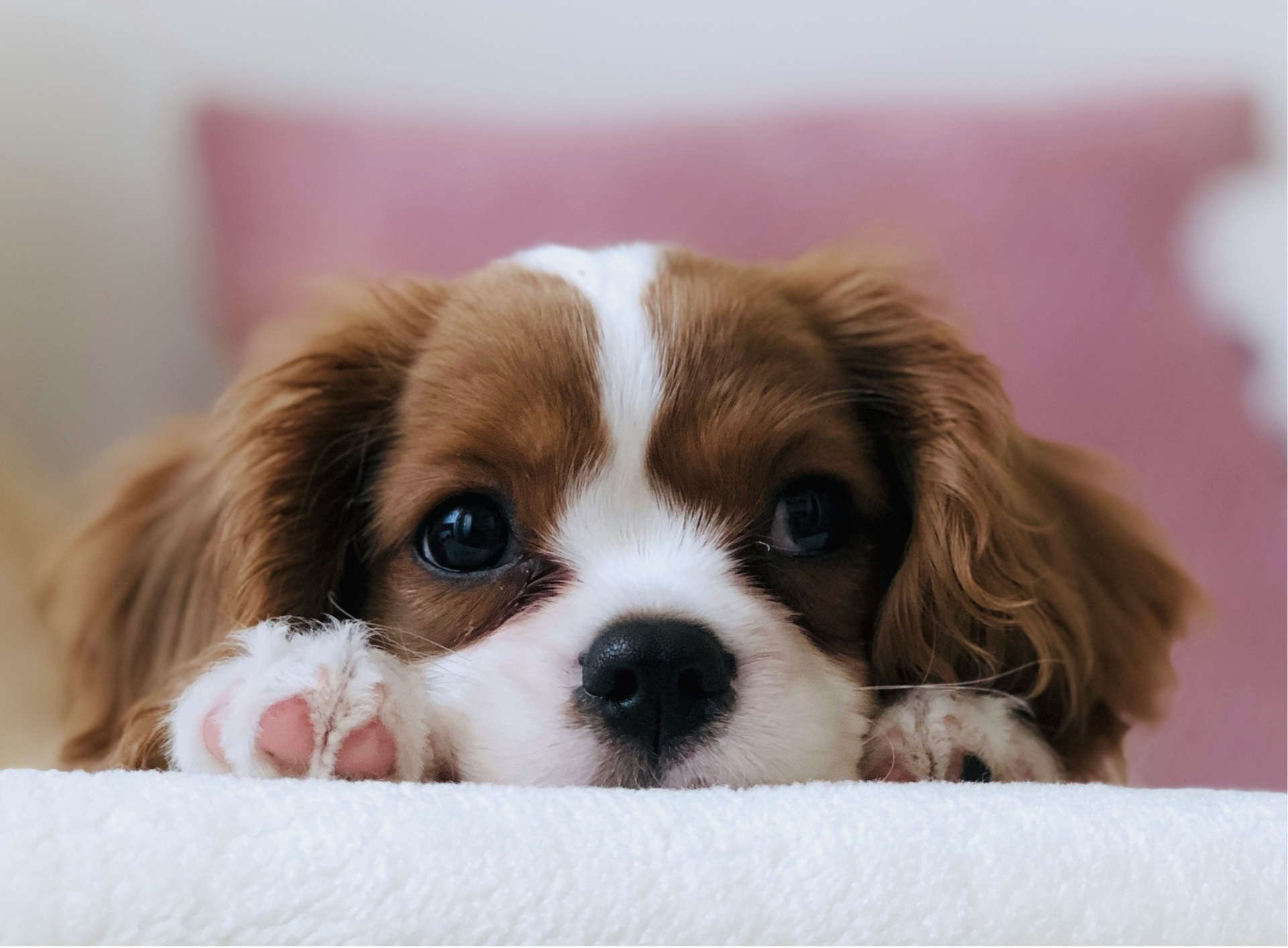 北京寵物領(lǐng)養(yǎng)救助平臺小程序開發(fā)的主要功能