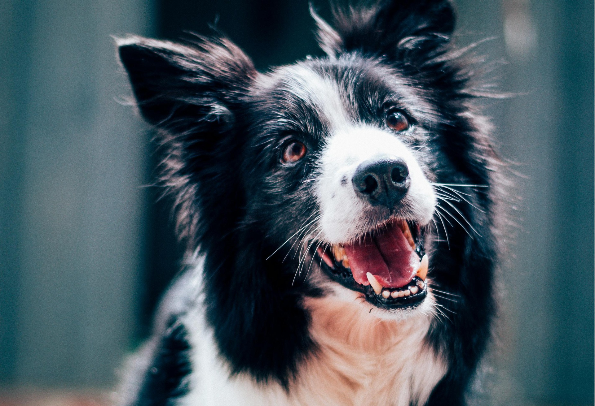 天津?qū)櫸锿羞\(yùn)小程序開發(fā)，便捷出行一鍵開啟