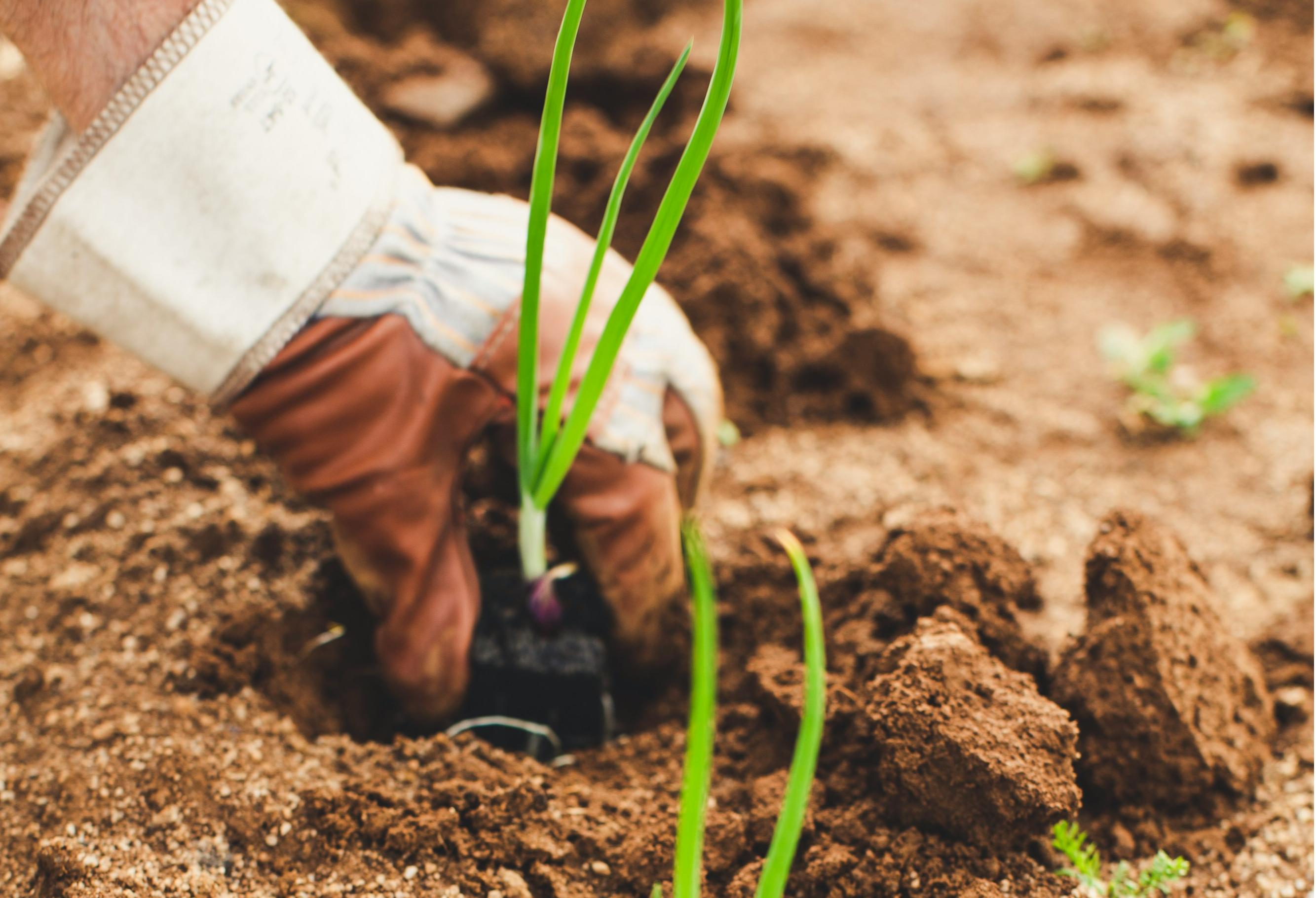 石家莊智慧農(nóng)業(yè)App開(kāi)發(fā)，科技賦能農(nóng)業(yè)突破