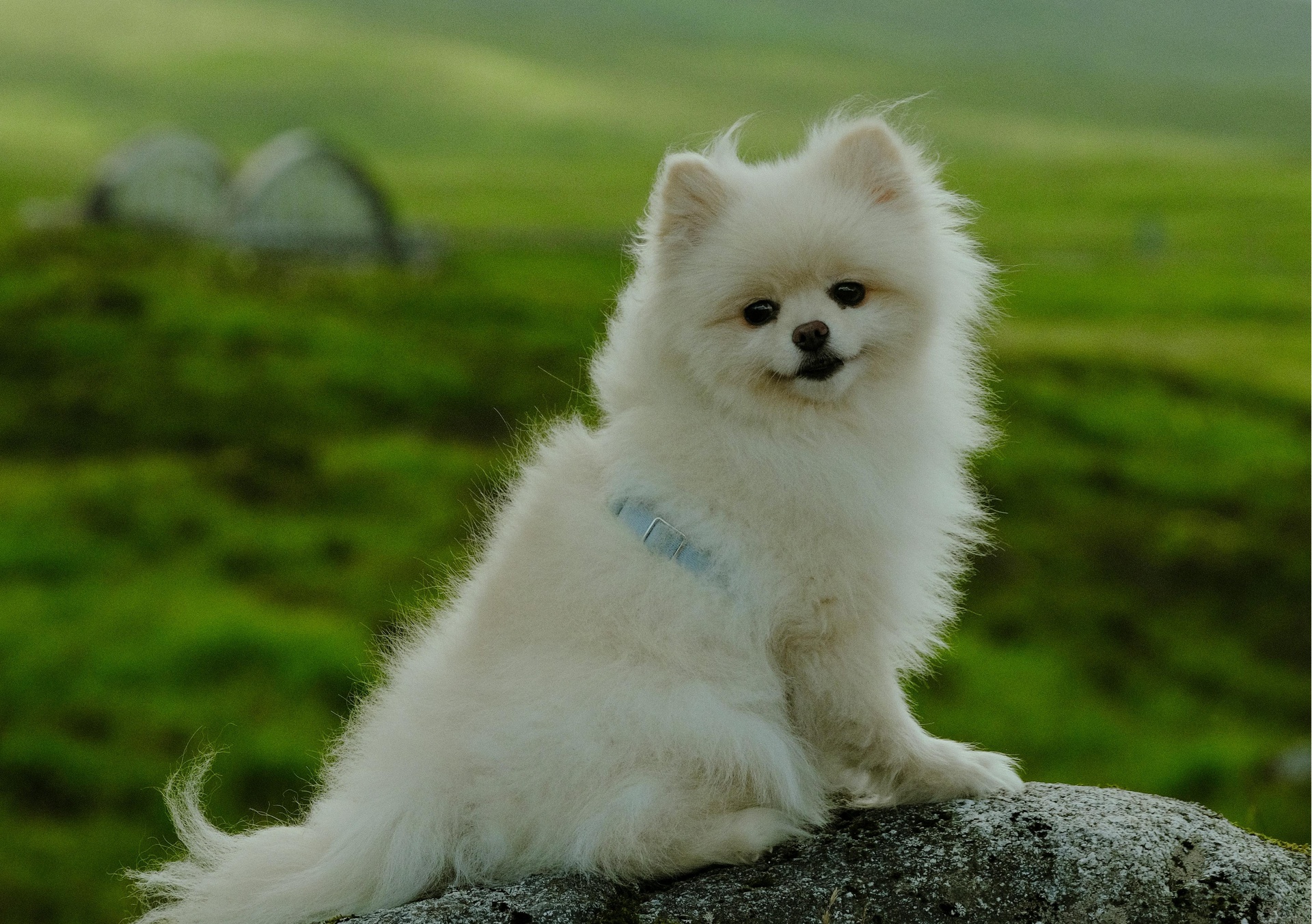 石家莊寵物拼車托運(yùn)App開發(fā)，塑造拼車“它經(jīng)濟(jì)”